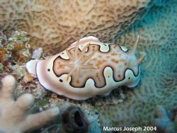 Nudibranch taken on the Great Barrier Reef Australia with... by Marcus Joseph 